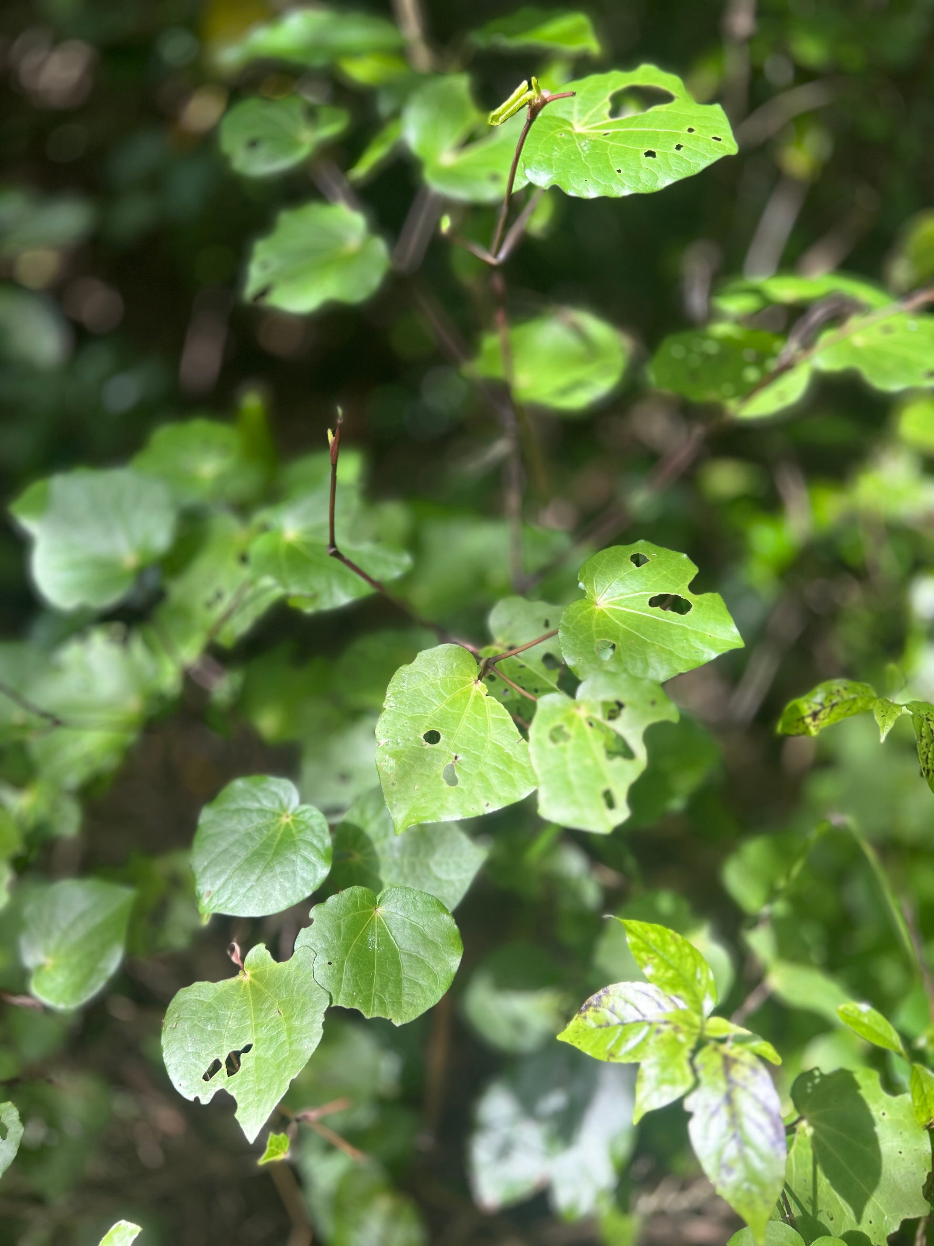 What is Kawakawa?