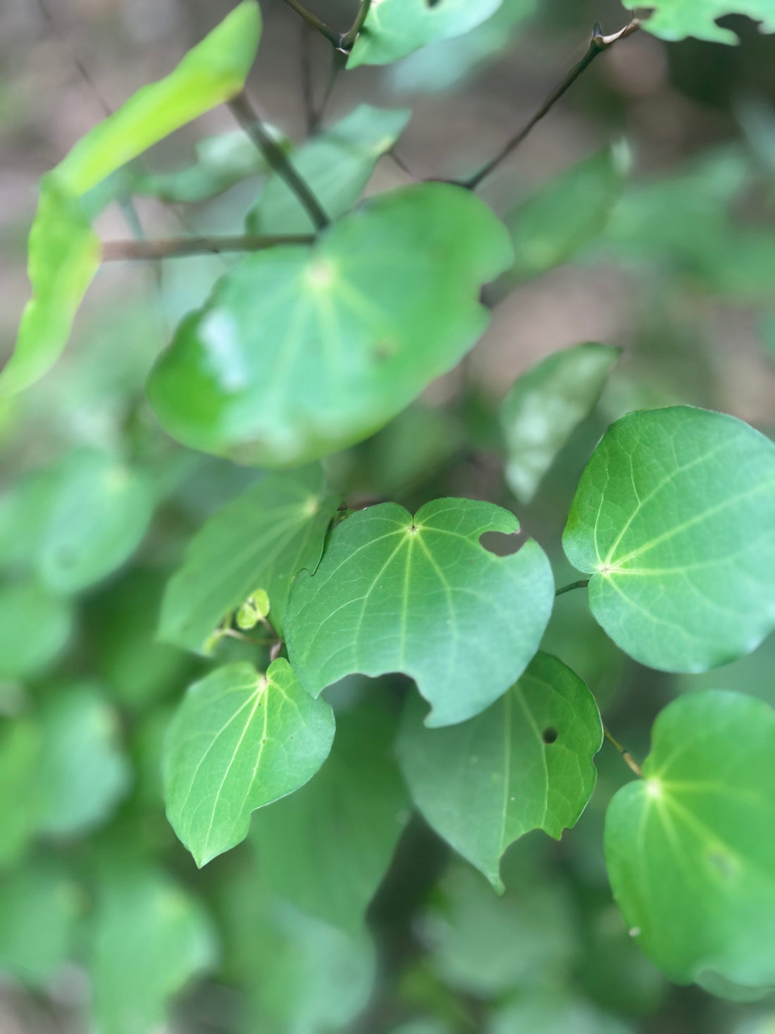 Kawakawa for Skin: Benefits, Uses & Why It Belongs in Your Skincare Routine