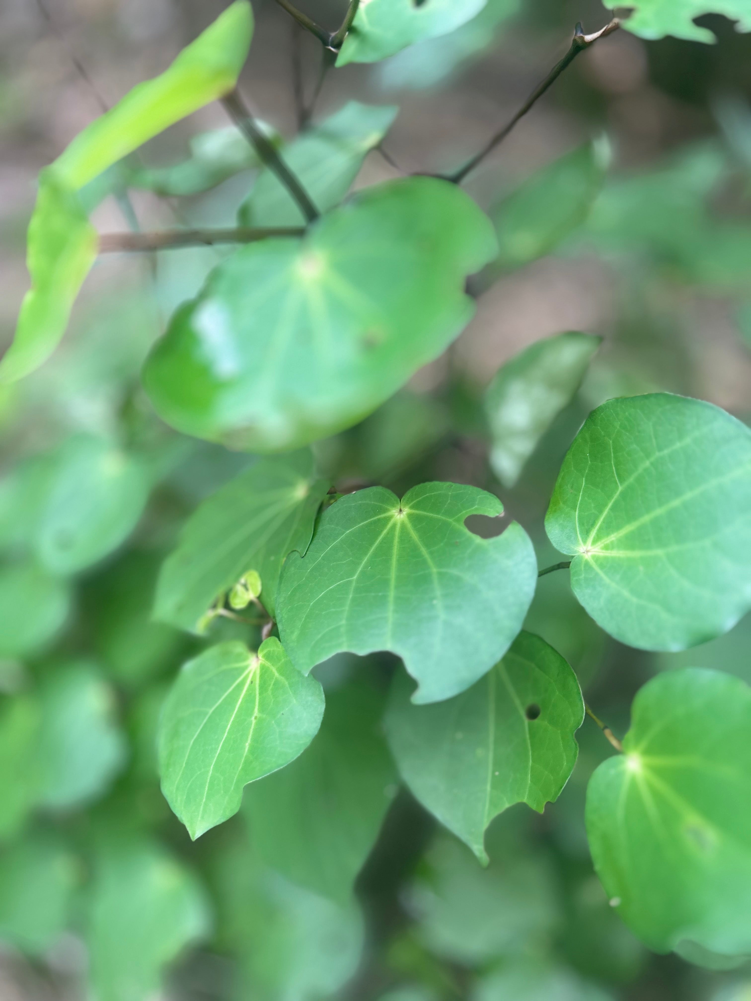 Kawakawa for Skin: Benefits, Uses & Why It Belongs in Your Skincare Routine