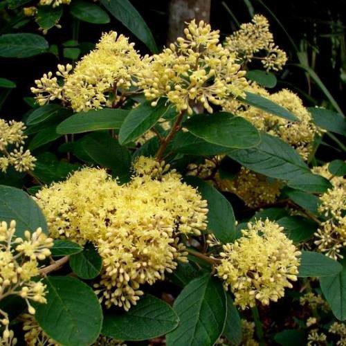 What is Kūmarahou?
